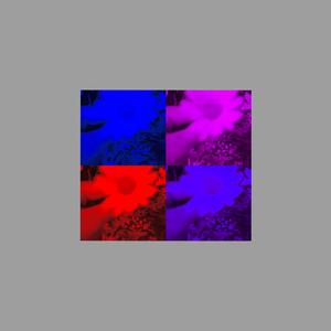 Tausend Gänseblümchen