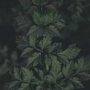 Melodies of Spring