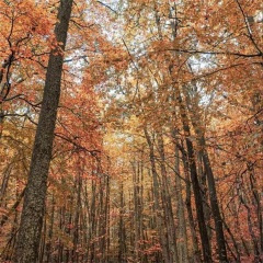 老板这样子 (dj版)