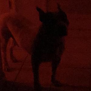 dogshit