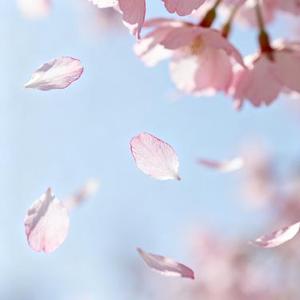 飞花 (Cover 邓岳章)