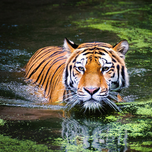 ടൈഗർ ശബ്ദം