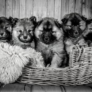 Friendly (Resting Puppies)