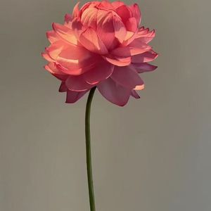 狂暴