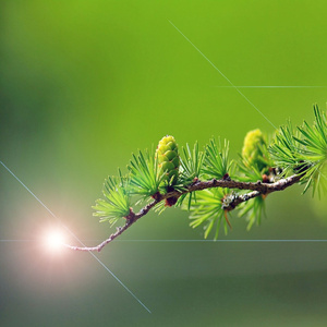 친환경 뉴에이지 (테라피)