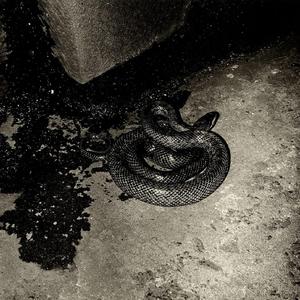 {免费伴奏}欲蛇