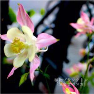 Imanimo Kiesouna Inochi