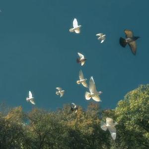 拍灰舞  (回忆2018)