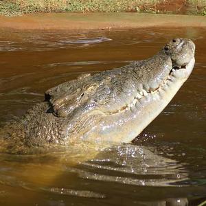 The Aussie Saltwater Crocodile