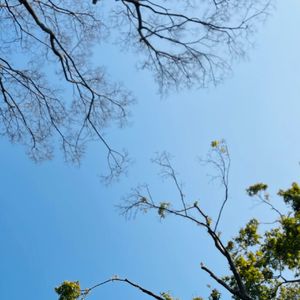古桥上的梦