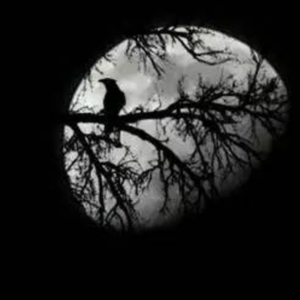 天下的乌鸦一般黑