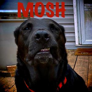 Mosh