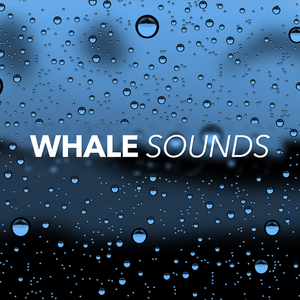 Relaxing Rain (Original Mix)