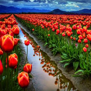 流浪猫的城市史