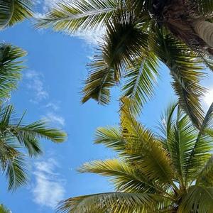 Palmera