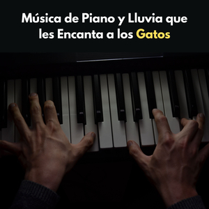 Música De Lluvia Y Piano Para Gatos Viejos