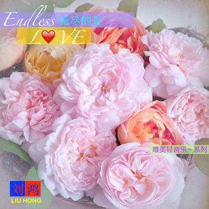 爱的浪漫曲 Romance of the love