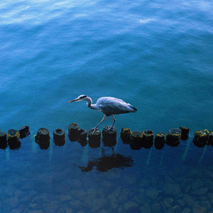 Gentleman, A Bobsled Is A Simple Thing