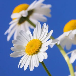 彼岸花开刹那间