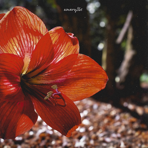 Amaryllis