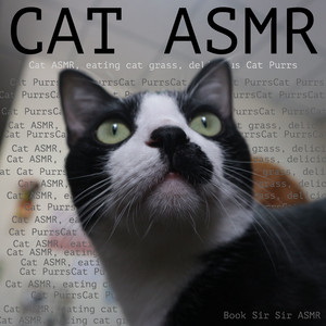 A purring cat can help alleviate stress and anxiety, bringing a sense of calm