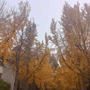 备忘录pt.2（prod EVOMUSIC）