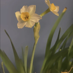 同花顺(翻自林倛玉)