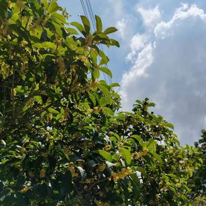 桂香伴梦 词曲唱 周力Julia 20231003