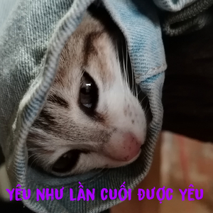 Yêu Như Lần Cuối Được Yêu