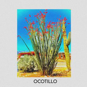 Ocotillo