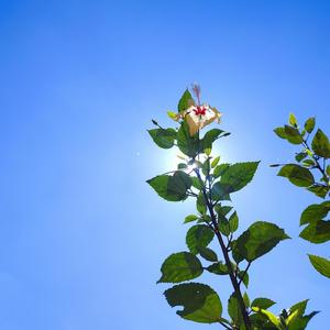 Sunbeam