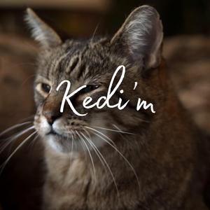Kedi'm