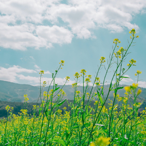 그냥 떠나고 싶다