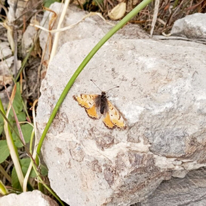 Четыре благородные истины