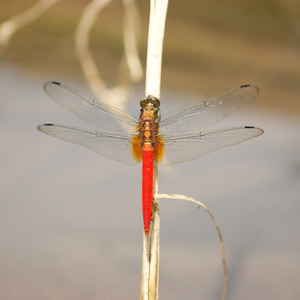 Secangkir Kopi Di Ujung Lembah