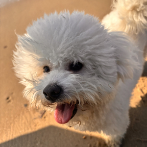 你出现在我的梦境里