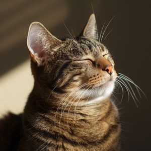 Tonos Calmantes Perfectos