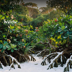Willow