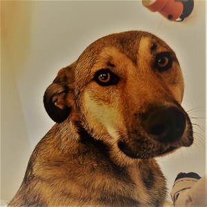 Skipper the Dog