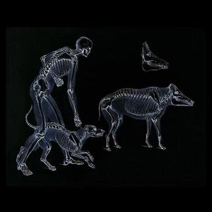 没人喜欢的，走狗