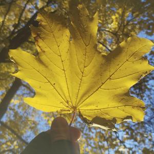 Ненавиджу Осінь (feat. Катюнічка)