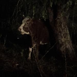 טרקטור דופמין (feat. 47 פילים)