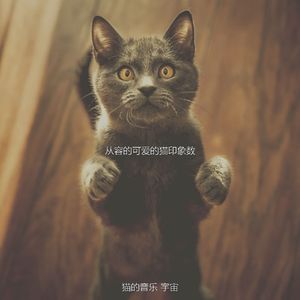 有趣放松的猫情怀