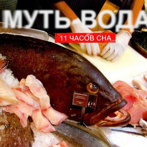 Зверем с цепи