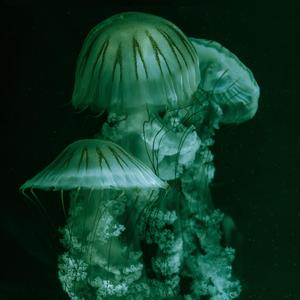 L'étrangère
