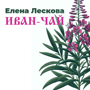 Иван-чай