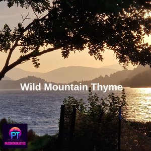 Wild Mountain Thyme