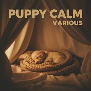 Rain on the Kennel Roof (Shelter Blend)