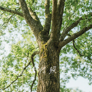 凌晨路灯照着我的疲惫