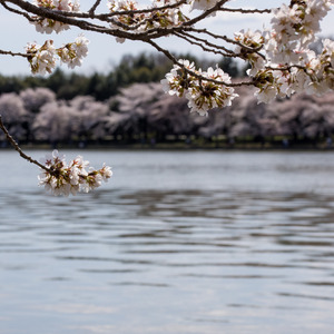 うつろいのうた